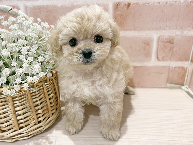 東京都のペキプー(ペキニーズ×プードル) (ペッツファースト町田店/2025年12月8日生まれ/男の子/クリーム)の子犬の1枚目の画像