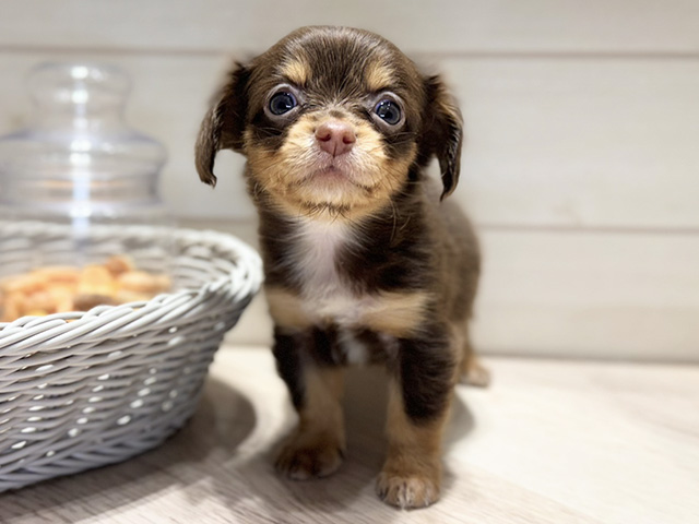 群馬県のチワックス(チワワ×ダックス) (ペッツファースト高崎店/2025年12月1日生まれ/女の子/チョコレートタン)の子犬