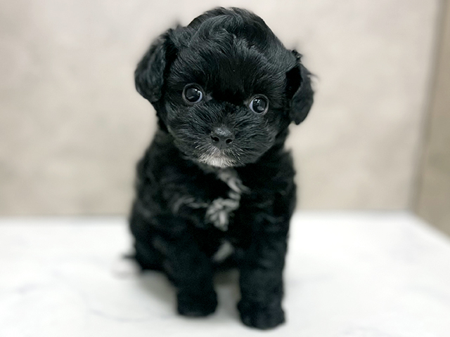 東京都のチワプー/プーチー(チワワ×プードル) (ペッツファースト池袋店/2025年12月8日生まれ/女の子/ブラックホワイト)の子犬