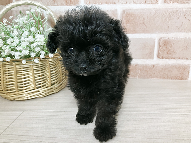 広島県のポメプー(ポメラニアン×プードル) (ペッツファースト広島本通店/2025年12月1日生まれ/女の子/ブラック)の子犬の1枚目の画像