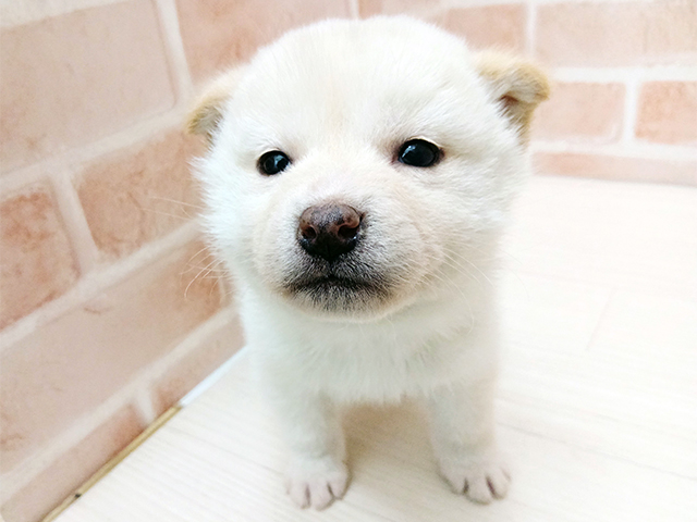 埼玉県の柴犬(標準サイズ) (ペッツファースト春日部店/2025年12月6日生まれ/男の子/白)の子犬の1枚目の画像