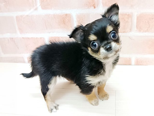 埼玉県のチワワ(ロング) (ペッツファースト春日部店/2025年12月6日生まれ/女の子/ブラッククリーム)の子犬