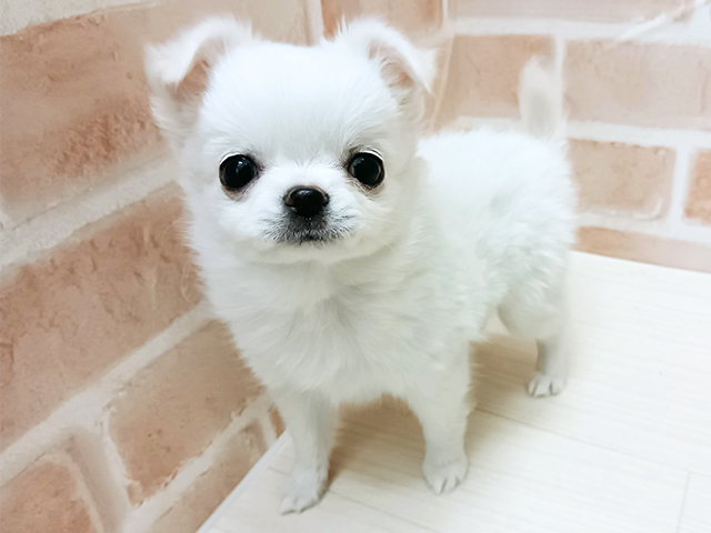 埼玉県のチワワ(ロング) (ペッツファースト春日部店/2025年12月3日生まれ/男の子/クリーム)の子犬