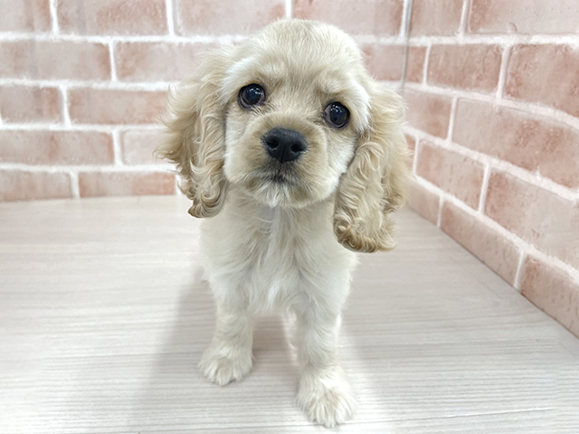 東京都のアメリカンコッカースパニエル (ペッツファースト八王子多摩美大前店/2025年11月11日生まれ/女の子/バフ)の子犬の1枚目の画像