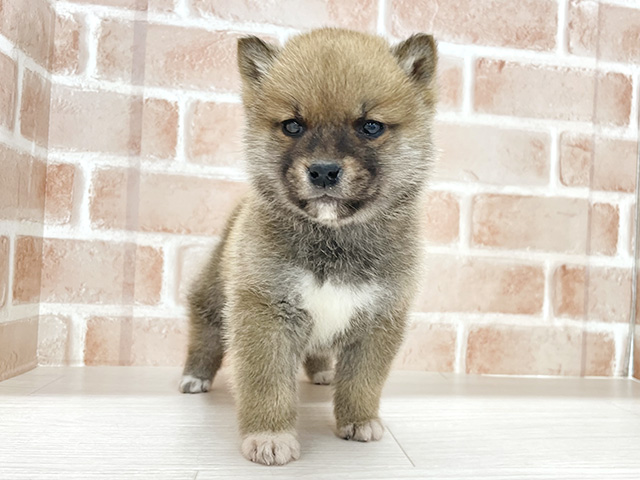 東京都の柴犬(標準サイズ) (ペッツファースト八王子多摩美大前店/2025年12月11日生まれ/男の子/赤)の子犬