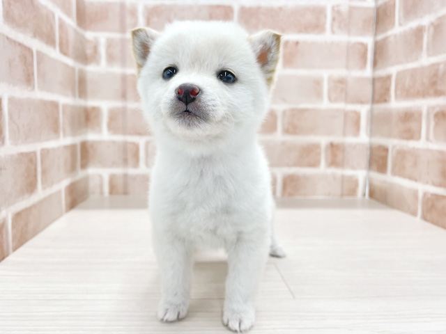 東京都の柴犬(標準サイズ) (ペッツファースト八王子多摩美大前店/2025年12月9日生まれ/女の子/白)の子犬
