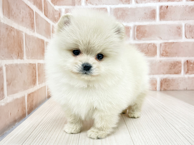 東京都のポメ柴/豆ポメ/ポメ豆柴(ポメラニアン×柴犬) (ペッツファースト八王子多摩美大前店/2025年11月26日生まれ/女の子/白)の子犬の1枚目の画像