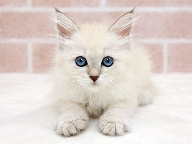 ネヴァマスカレード, 性別 女の子, 誕生日 2025/12/02, 毛色 ブルーリンクスポイント, 出身 静岡県, 店舗 広尾店(東京都), お問い合わせ番号 2509828