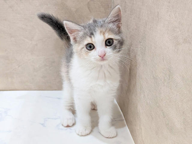 大阪府のブリティッシュショートヘアー (ペッツファースト難波店/2025年12月9日生まれ/女の子/ダイリュートキャリコ)の子猫の1枚目の画像