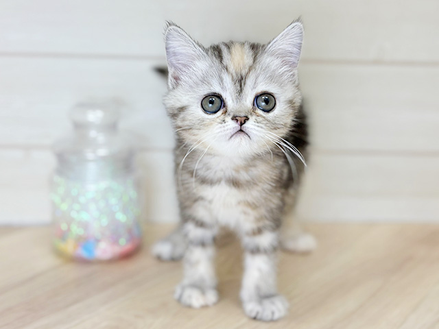 大阪府のエキゾチックショートヘアー (ペッツファーストららぽーと門真店/2025年11月29日生まれ/女の子/シルバーパッチドタビー)の子猫の1枚目の画像