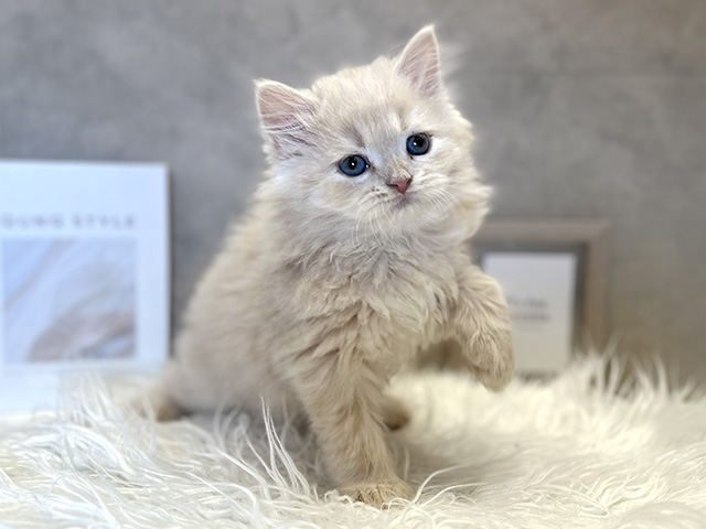 2025年12月2日生まれのサイベリアン