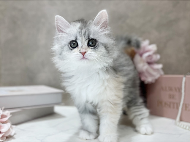 東京都のラガマフィン (ペッツファースト新宿店/2025年12月9日生まれ/女の子/ブルーパッチドタビーホワイト)の子猫