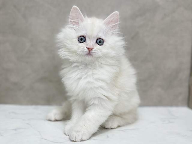 東京都のラガマフィン (ペッツファースト池袋店/2025年12月9日生まれ/男の子/カメオタビーホワイト)の子猫の1枚目の画像