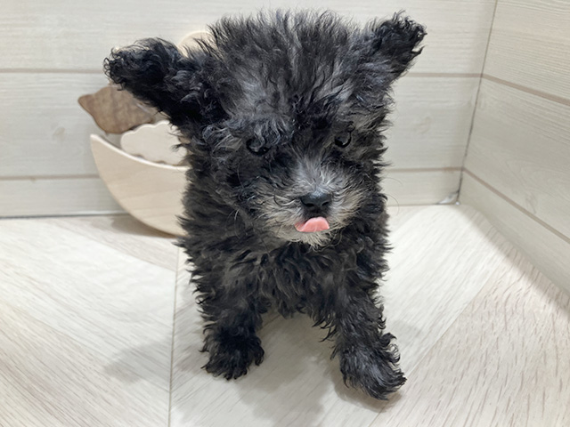 広島県のトイプードル(タイニー) (ペッツファースト広島府中店/2025年12月8日生まれ/女の子/シルバー)の子犬の1枚目の画像