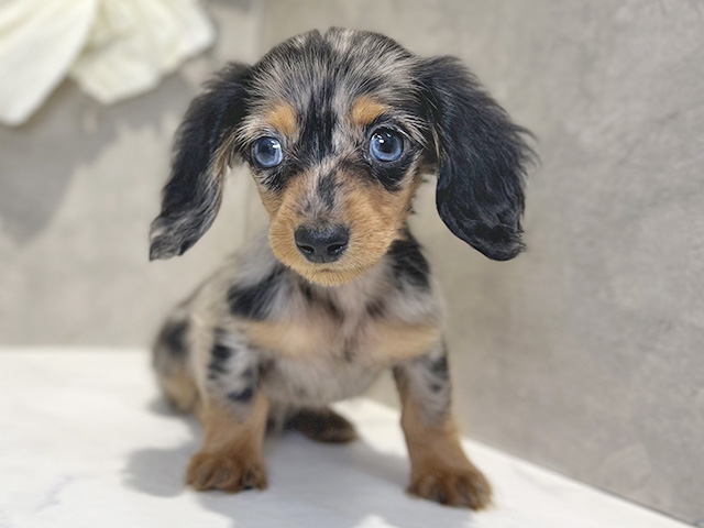 カニヘンダックスフンド