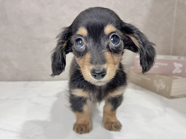 カニヘンダックスフンド