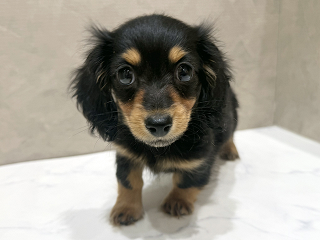 静岡県のカニンヘンダックスフンド(ロング) (ペッツファースト富士宮店/2025年12月8日生まれ/女の子/ブラックタン)の子犬の1枚目の画像