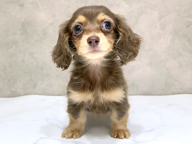 千葉県のカニンヘンダックスフンド(ロング) (ペッツファーストららぽーとTOKYO-BAY店/2025年12月8日生まれ/女の子/チョコレートタン)の子犬の1枚目の画像