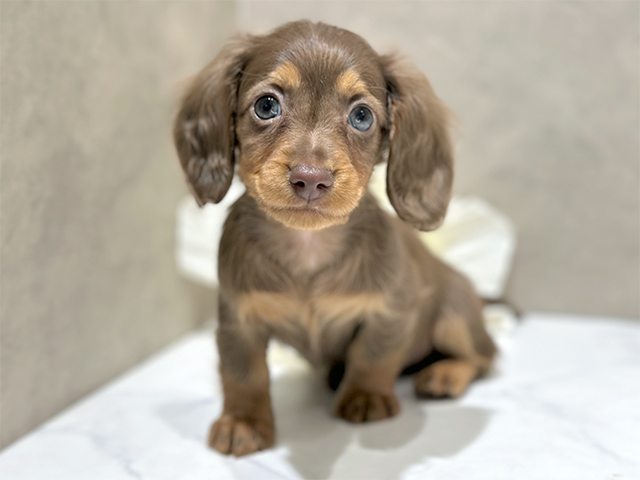 東京都のカニンヘンダックスフンド(ロング) (ペッツファースト代官山店/2025年12月9日生まれ/男の子/チョコレートタン)の子犬