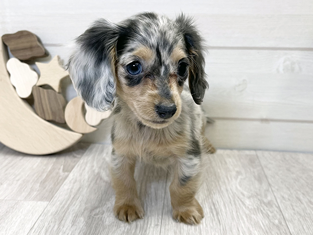 愛知県のカニンヘンダックスフンド(ロング) (ペッツファースト大高店/2025年12月9日生まれ/女の子/ブルーダップル)の子犬の1枚目の画像