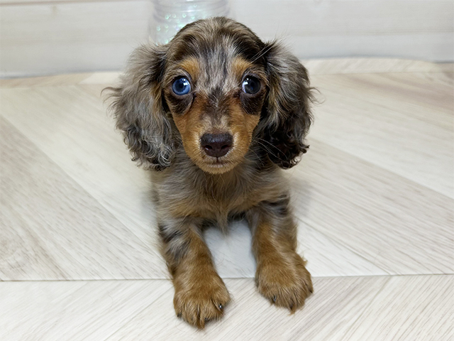 大阪府のカニンヘンダックスフンド(ロング) (ペッツファーストららぽーと門真店/2025年12月9日生まれ/男の子/チョコレートダップル)の子犬