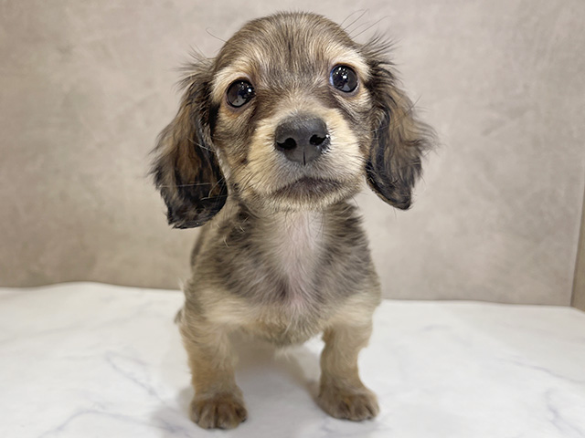 千葉県のカニンヘンダックスフンド(ロング) (ペッツファーストららぽーとTOKYO-BAY店/2025年12月9日生まれ/男の子/シェーデットイエロー)の子犬