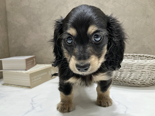 カニヘンダックスフンド