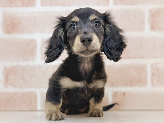埼玉県のカニンヘンダックスフンド(ロング) (ペッツファーストさいたま新都心店/2025年12月9日生まれ/女の子/ブラックタン)の子犬の1枚目の画像