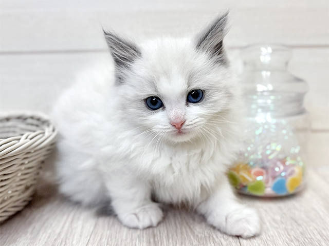 愛知県のラグドール (ペッツファースト大高店/2025年12月9日生まれ/女の子/ブルーポイントバイカラー)の子猫の1枚目の画像