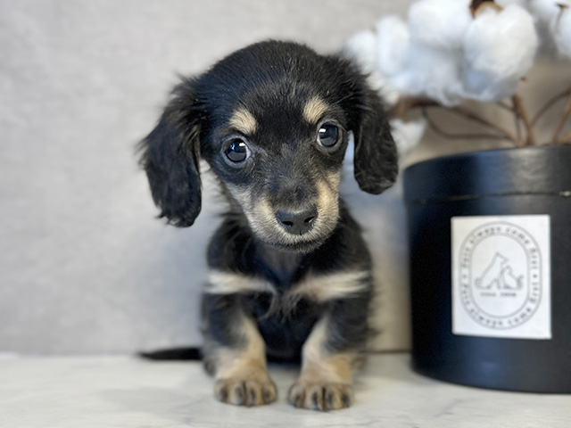 東京都のカニンヘンダックスフンド(ロング) (ペッツファースト青山店/2025年12月9日生まれ/女の子/ブラックタン)の子犬の1枚目の画像