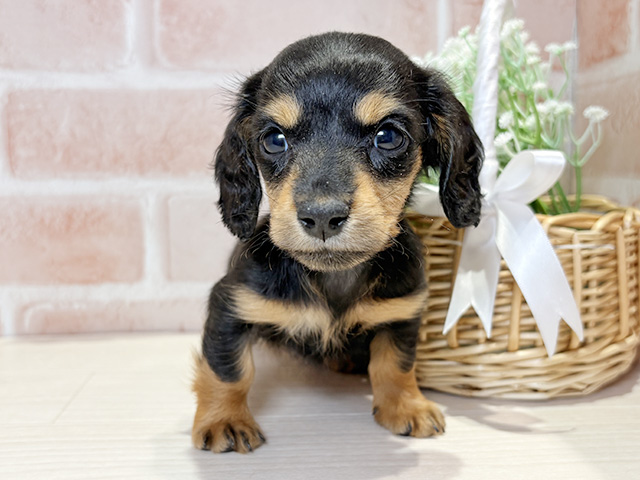 岡山県のカニンヘンダックスフンド(ロング) (ペッツファースト倉敷店/2025年12月9日生まれ/女の子/ブラックタン)の子犬の1枚目の画像