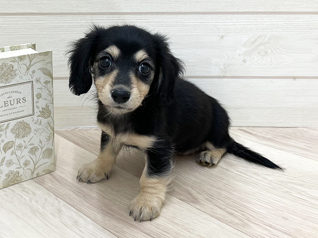 埼玉県のカニンヘンダックスフンド(ロング) (ペッツファースト上尾店/2025年12月9日生まれ/女の子/ブラックイエロー)の子犬の1枚目の画像