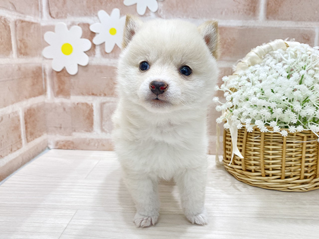 福岡県の豆柴 (ペッツファースト筑紫野店/2025年12月8日生まれ/女の子/白)の子犬の1枚目の画像