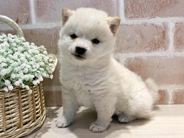 神奈川県の豆柴 (ペッツファースト横浜元町店/2025年12月8日生まれ/女の子/白)の子犬
