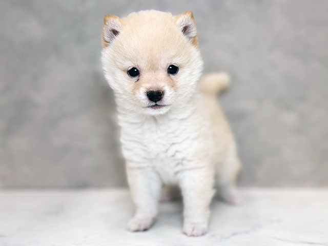 埼玉県の豆柴 (ペッツファーストPETEMOレイクタウンmori店/2025年12月8日生まれ/女の子/白)の子犬の1枚目の画像