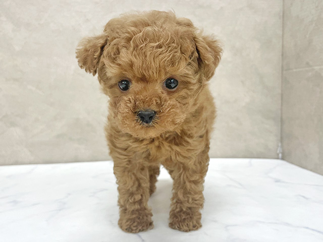 東京都のトイプードル(タイニー) (ペッツファースト八王子多摩美大前店/2025年12月9日生まれ/女の子/アプリコット)の子犬の1枚目の画像