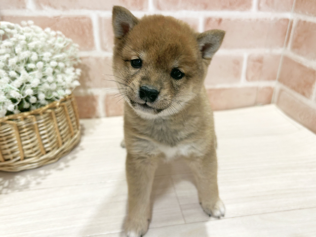 東京都の豆柴 (ペッツファースト町田店/2025年12月9日生まれ/男の子/赤)の子犬の1枚目の画像