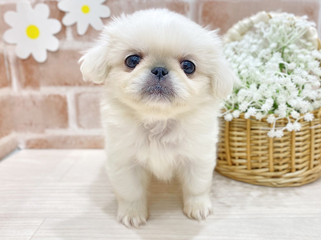 福岡県のペキニーズ (ペッツファースト筑紫野店/2025年12月9日生まれ/女の子/ホワイト)の子犬の1枚目の画像