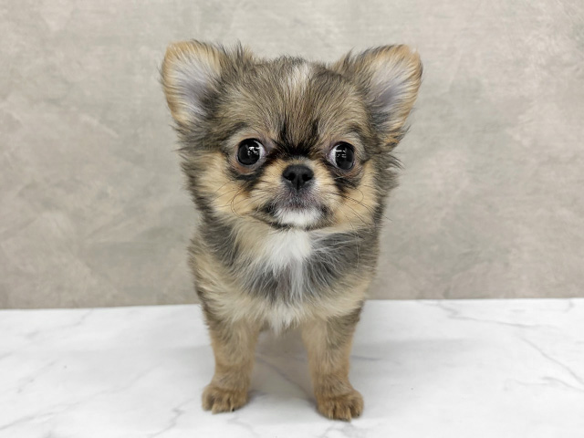 東京都のチワワ(ロング) (ペッツファースト八王子多摩美大前店/2025年12月9日生まれ/女の子/フォーンクリーム)の子犬の1枚目の画像