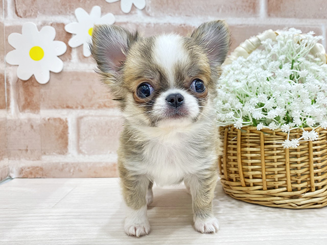 福岡県のチワワ(ロング) (ペッツファースト筑紫野店/2025年12月9日生まれ/男の子/フォーンホワイト)の子犬の1枚目の画像