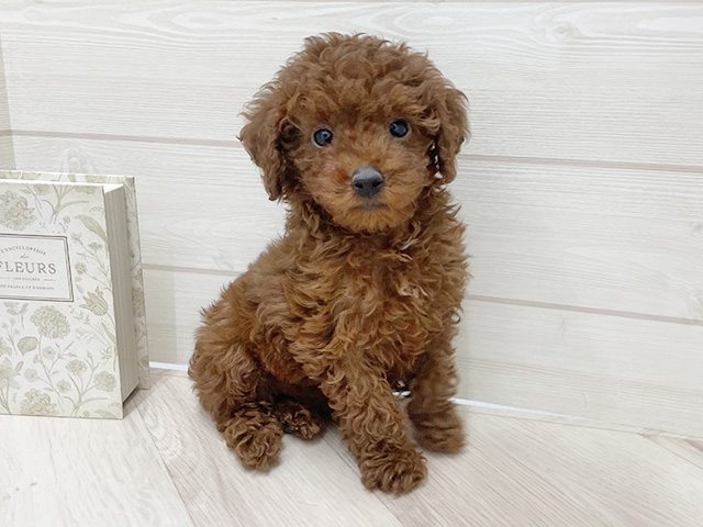 埼玉県のトイプードル(タイニー) (ペッツファースト上尾店/2025年12月9日生まれ/女の子/レッド)の子犬