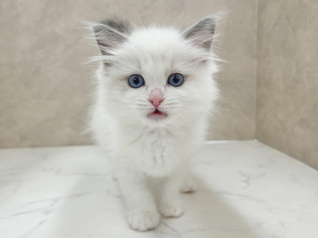 埼玉県のラグドール (ペッツファースト岩槻店/2025年12月9日生まれ/女の子/ブルーポイントバイカラー)の子猫