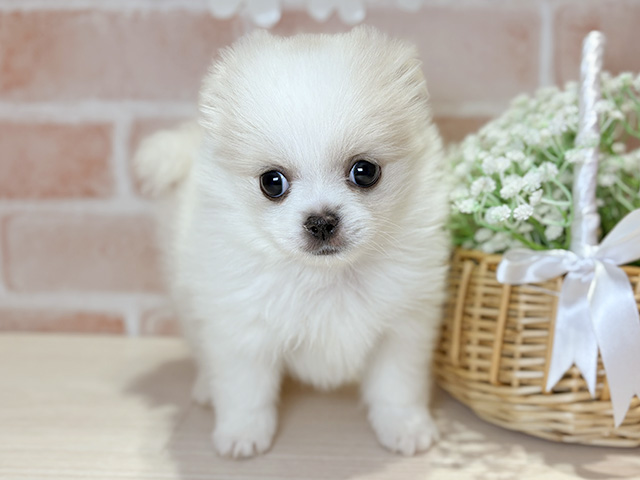 ポメラニアンミックス