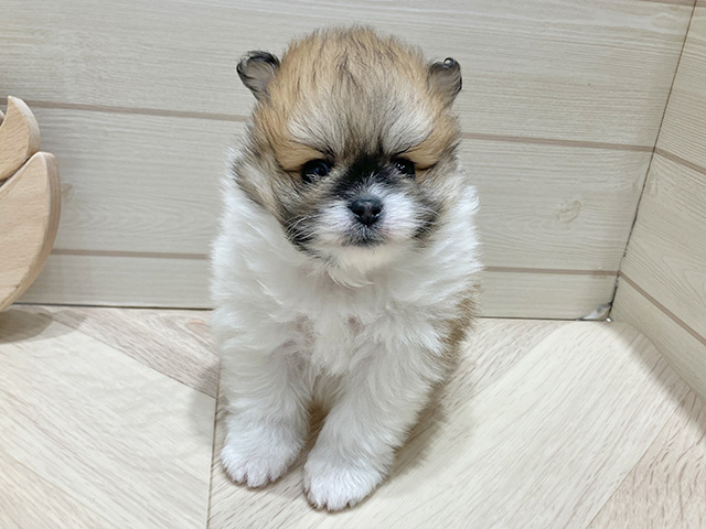 広島県のポメラニアン (ペッツファースト広島府中店/2025年12月8日生まれ/男の子/パーティーカラー)の子犬の1枚目の画像