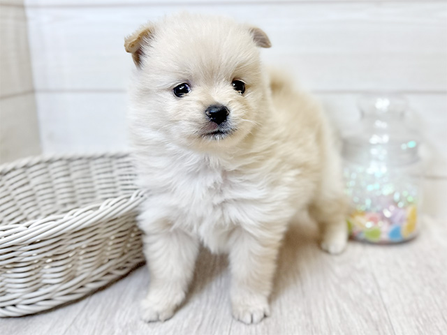 愛知県のポメラニアン (ペッツファースト大高店/2025年12月9日生まれ/女の子/クリーム)の子犬