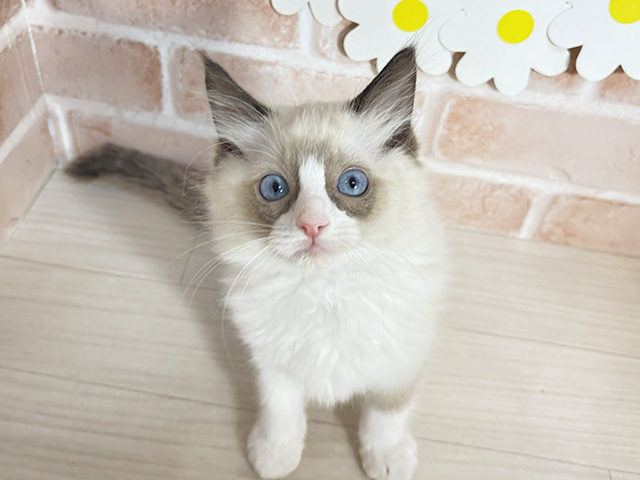 神奈川県のラグドール (ペッツファースト大和店/2025年12月9日生まれ/男の子/シールポイントバイカラー)の子猫の1枚目の画像