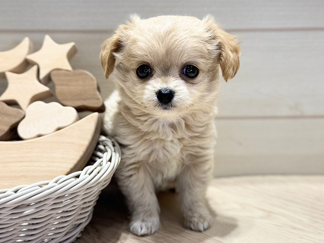 群馬県のチワプー/プーチー(チワワ×プードル) (ペッツファースト高崎店/2025年12月5日生まれ/女の子/クリーム)の子犬の1枚目の画像