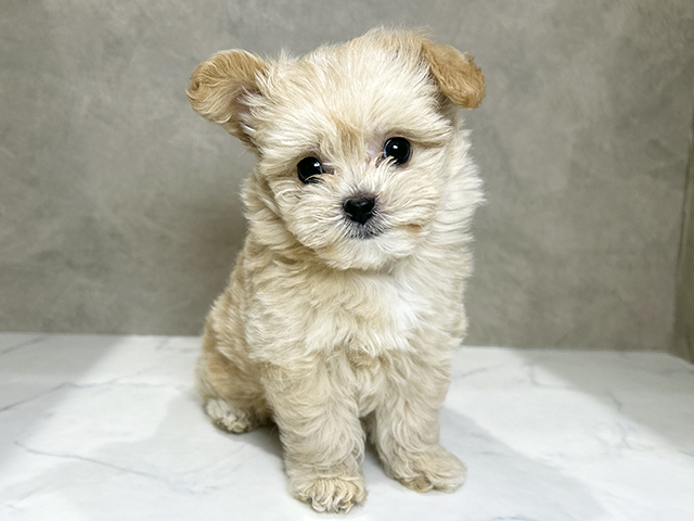 秋田県のチワプー/プーチー(チワワ×プードル) (ペッツファースト秋田店/2025年12月5日生まれ/女の子/クリーム)の子犬