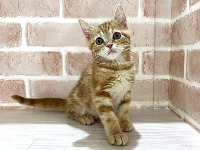 神奈川県のアメリカンショートヘアー (ペッツファーストfor cats横浜元町店/2025年12月8日生まれ/男の子/レッドタビー)の子猫の1枚目の画像