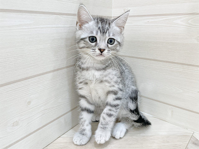 福岡県のオシキャット (ペッツファースト福岡天神店/2025年12月7日生まれ/男の子/シルバースポットタビー)の子猫